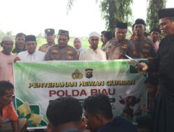 Kapolda Riau dan Kapolres Rohil Salurkan Hewan Qurban untuk Masyarakat Panipahan dan Rantau Kopar