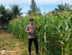 Polsek Bagan Sinembah Laksanakan Pengecekan Pertumbuhan Jagung Pipil untuk Dukung Program Ketahanan Pangan Nasional