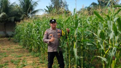 Polsek Bagan Sinembah Laksanakan Pengecekan Pertumbuhan Jagung Pipil untuk Dukung Program Ketahanan Pangan Nasional