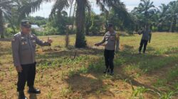 Polsek Bagan Sinembah Cek Pertumbuhan Jagung Pipil, Wujud Dukungan Ketahanan Pangan Nasional