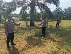 Polsek Bagan Sinembah Cek Pertumbuhan Jagung Pipil, Wujud Dukungan Ketahanan Pangan Nasional