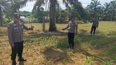 Polsek Bagan Sinembah Cek Pertumbuhan Jagung Pipil, Wujud Dukungan Ketahanan Pangan Nasional
