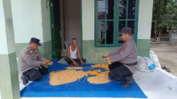 Sinergi Polri dan Petani, Polsek Tanah Putih Panen Jagung di Lahan Satu Hektar