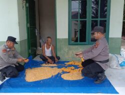 Sinergi Polri dan Petani, Polsek Tanah Putih Panen Jagung di Lahan Satu Hektar