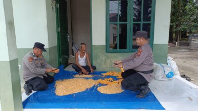 Sinergi Polri dan Petani, Polsek Tanah Putih Panen Jagung di Lahan Satu Hektar