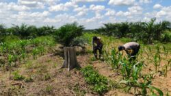 POLSEK BAGAN SINEMBAH AKTIF DUKUNG KETAHANAN PANGAN NASIONAL, PANTAU PERTUMBUHAN JAGUNG PIPIL DI LAHAN 30 HEKTARE