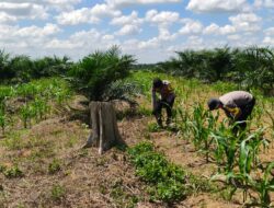 POLSEK BAGAN SINEMBAH AKTIF DUKUNG KETAHANAN PANGAN NASIONAL, PANTAU PERTUMBUHAN JAGUNG PIPIL DI LAHAN 30 HEKTARE