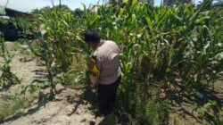 Dukung Ketahanan Pangan Nasional, Polsek Panipahan Pantau Perkembangan Tanaman Jagung Warga