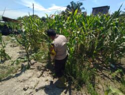 Dukung Ketahanan Pangan Nasional, Polsek Panipahan Pantau Perkembangan Tanaman Jagung Warga