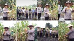 POLRES ROHIL DUKUNG ASTA CITA PRESIDEN MELALUI PANEN RAYA JAGUNG SERENTAK KUARTAL II