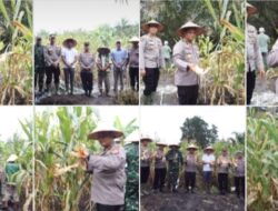 POLRES ROHIL DUKUNG ASTA CITA PRESIDEN MELALUI PANEN RAYA JAGUNG SERENTAK KUARTAL II