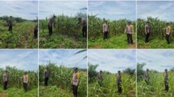 POLSEK BAGAN SINEMBAH INTENSIFKAN PENGECEKAN TANAMAN JAGUNG PIPIL, WUJUD NYATA DUKUNG KETAHANAN PANGAN NASIONAL