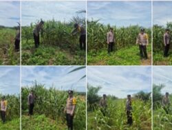 POLSEK BAGAN SINEMBAH INTENSIFKAN PENGECEKAN TANAMAN JAGUNG PIPIL, WUJUD NYATA DUKUNG KETAHANAN PANGAN NASIONAL