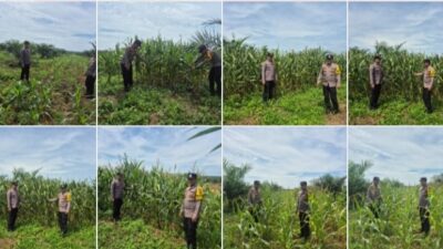 POLSEK BAGAN SINEMBAH INTENSIFKAN PENGECEKAN TANAMAN JAGUNG PIPIL, WUJUD NYATA DUKUNG KETAHANAN PANGAN NASIONAL