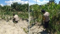 Polsek Panipahan Dukung Penuh Program Ketahanan Pangan di Wilayah Hukumnya