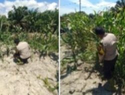 Polsek Panipahan Dukung Penuh Program Ketahanan Pangan di Wilayah Hukumnya