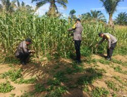Polsek Bagan Sinembah Aktif Pantau Pertumbuhan Jagung Pipil, Dukung Ketahanan Pangan Nasional