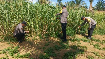 Polsek Bagan Sinembah Aktif Pantau Pertumbuhan Jagung Pipil, Dukung Ketahanan Pangan Nasional