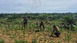 POLSEK BAGAN SINEMBAH LAKUKAN PENGECEKAN PERTUMBUHAN JAGUNG PIPIL, DUKUNG PROGRAM KETAHANAN PANGAN NASIONAL