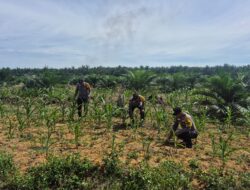 POLSEK BAGAN SINEMBAH LAKUKAN PENGECEKAN PERTUMBUHAN JAGUNG PIPIL, DUKUNG PROGRAM KETAHANAN PANGAN NASIONAL