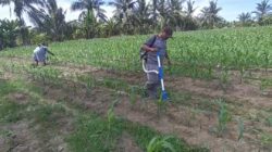 Polsek Tanah Putih Intensifkan Perawatan Jagung Ketapang, Dukung Asta Cita Presiden RI di Bidang Ketahanan Pangan