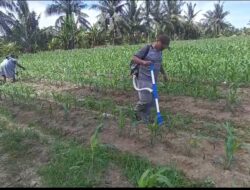 Polsek Tanah Putih Intensifkan Perawatan Jagung Ketapang, Dukung Asta Cita Presiden RI di Bidang Ketahanan Pangan