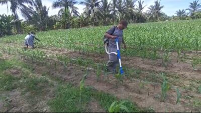 Polsek Tanah Putih Intensifkan Perawatan Jagung Ketapang, Dukung Asta Cita Presiden RI di Bidang Ketahanan Pangan