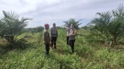 POLSEK BAGAN SINEMBAH LAKUKAN PENGECEKAN PERTUMBUHAN JAGUNG PIPIL UNTUK DUKUNG KETAHANAN PANGAN NASIONAL