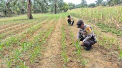 Perkuat Swasembada Pangan, Polsek Bagan Sinembah Lakukan Pengecekan Rutin Tanaman Jagung