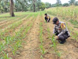 Perkuat Swasembada Pangan, Polsek Bagan Sinembah Lakukan Pengecekan Rutin Tanaman Jagung