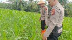 POLSEK TANAH PUTIH LAKUKAN PENGECEKAN LAHAN JAGUNG PROGRAM KETAHANAN PANGAN DALAM RANGKA DUKUNG ASTA CITA PRESIDEN RI DI KEPENGHULUAN UJUNG TANJUNG