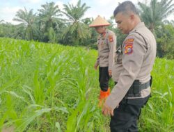 POLSEK TANAH PUTIH LAKUKAN PENGECEKAN LAHAN JAGUNG PROGRAM KETAHANAN PANGAN DALAM RANGKA DUKUNG ASTA CITA PRESIDEN RI DI KEPENGHULUAN UJUNG TANJUNG