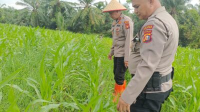 POLSEK TANAH PUTIH LAKUKAN PENGECEKAN LAHAN JAGUNG PROGRAM KETAHANAN PANGAN DALAM RANGKA DUKUNG ASTA CITA PRESIDEN RI DI KEPENGHULUAN UJUNG TANJUNG