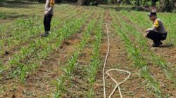 Polsek Bagan Sinembah Intensif Pantau Pertumbuhan Jagung Pipil, Wujud Nyata Dukungan Program Ketahanan Pangan Nasional