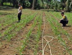 Polsek Bagan Sinembah Intensif Pantau Pertumbuhan Jagung Pipil, Wujud Nyata Dukungan Program Ketahanan Pangan Nasional