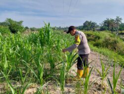 Dukung Ketahanan Pangan Nasional, Bhabinkamtibmas Polsek Rantau Kopar Cek Perkembangan Jagung Pipil