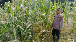 Kapolek Panipahan Pimpin Langsung Pengecekan Tanaman Jagung Pipil