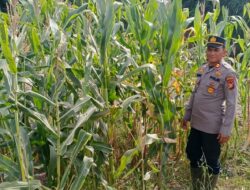 Kapolek Panipahan Pimpin Langsung Pengecekan Tanaman Jagung Pipil