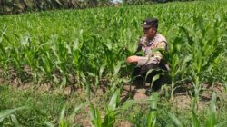 POLSEK TANAH PUTIH LAKUKAN PENGECEKAN TANAMAN JAGUNG PROGRAM KETAHANAN PANGAN DI UJUNG TANJUNG