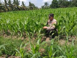 POLSEK TANAH PUTIH LAKUKAN PENGECEKAN TANAMAN JAGUNG PROGRAM KETAHANAN PANGAN DI UJUNG TANJUNG
