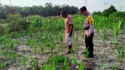 BHABINKAMTIBMAS RANTAU KOPAR CEK TANAMAN JAGUNG, DUKUNG PROGRAM KETAHANAN PANGAN