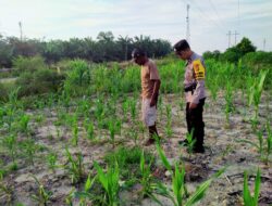 BHABINKAMTIBMAS RANTAU KOPAR CEK TANAMAN JAGUNG, DUKUNG PROGRAM KETAHANAN PANGAN