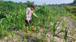 Bhabinkamtibmas Polsek Rantau Kopar Cek Kondisi Jagung Pipil, Dukung Ketahanan Pangan Nasional
