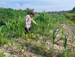 Bhabinkamtibmas Polsek Rantau Kopar Cek Kondisi Jagung Pipil, Dukung Ketahanan Pangan Nasional