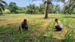 POLSEK BAGAN SINEMBAH TERUS KAWAL KETAHANAN PANGAN, PERTUMBUHAN JAGUNG PIPIL DI LAHAN 2 HEKTARE TUNJUKKAN HASIL POSITIF