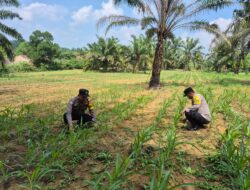 POLSEK BAGAN SINEMBAH TERUS KAWAL KETAHANAN PANGAN, PERTUMBUHAN JAGUNG PIPIL DI LAHAN 2 HEKTARE TUNJUKKAN HASIL POSITIF