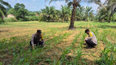 POLSEK BAGAN SINEMBAH TERUS KAWAL KETAHANAN PANGAN, PERTUMBUHAN JAGUNG PIPIL DI LAHAN 2 HEKTARE TUNJUKKAN HASIL POSITIF