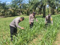 POLSEK BAGAN SINEMBAH DUKUNG KETAHANAN PANGAN NASIONAL, LAKUKAN PENGECEKAN PERTUMBUHAN JAGUNG PIPIL PROGRAM ASTA CITA PRESIDEN RI