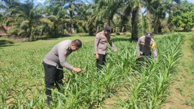 POLSEK BAGAN SINEMBAH DUKUNG KETAHANAN PANGAN NASIONAL, LAKUKAN PENGECEKAN PERTUMBUHAN JAGUNG PIPIL PROGRAM ASTA CITA PRESIDEN RI