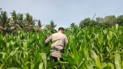 POLSEK TANAH PUTIH LAKUKAN PENGECEKAN TANAMAN JAGUNG PROGRAM KETAHANAN PANGAN DI UJUNG TANJUNG